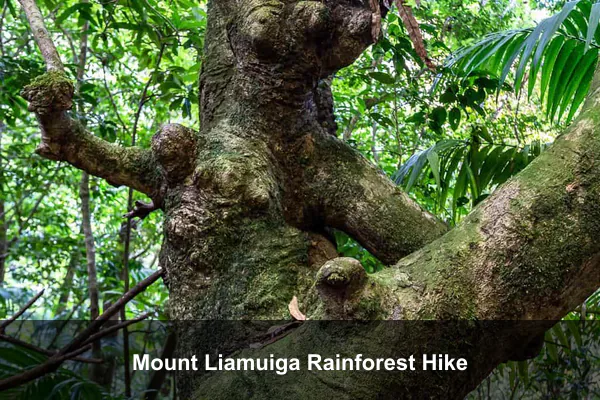 Mount Liamuiga Rainforest Hike