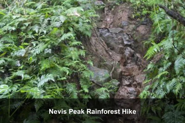 Nevis Peak Rainforest Hike