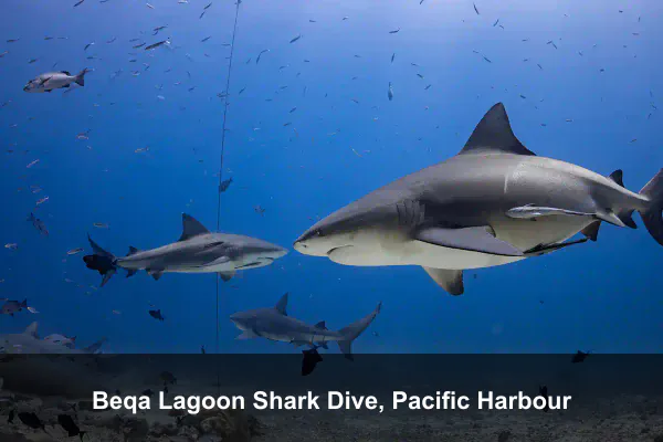Beqa Lagoon Shark Dive, Pacific Harbour