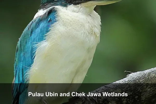 Pulau Ubin and Chek Jawa Wetlands