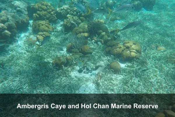 Ambergris Caye and Hol Chan Marine Reserve