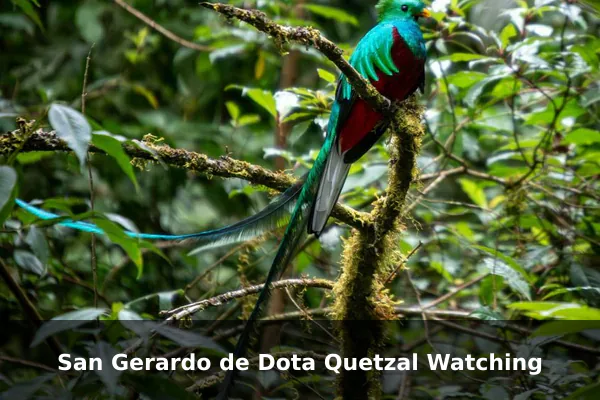 San Gerardo de Dota Quetzal Watching