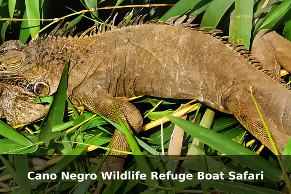 Cano Negro Wildlife Refuge Boat Safari