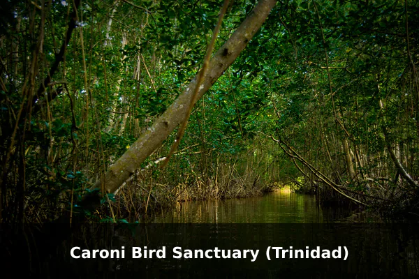 Caroni Bird Sanctuary (Trinidad)