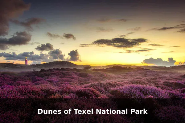 Dunes of Texel National Park