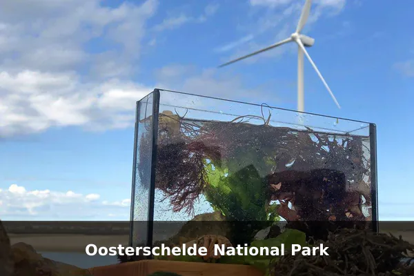 Oosterschelde National Park