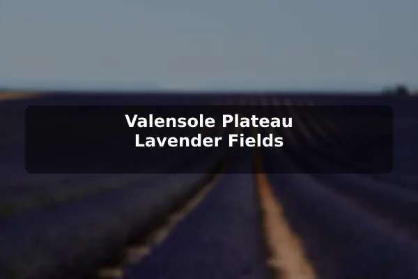 Valensole Plateau Lavender Fields